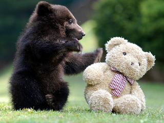 Illustration for article titled 10 Photos Of Animals With Stuffed Animals